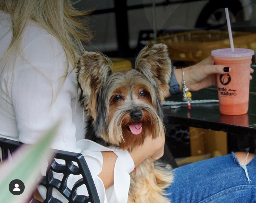 foto-20deck-20pet-20n-16